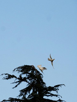 L'Esprit du Dieu vivant.