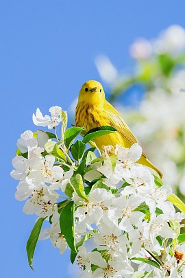 Even the sparrow has found a home.
